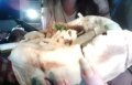 Kebab